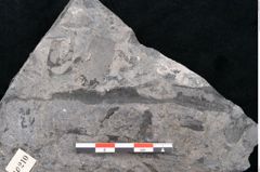 Foto (Detailansicht) von Phyllocladus integer Ettingshausen (NHMW-GEO-2024-0188-10210)